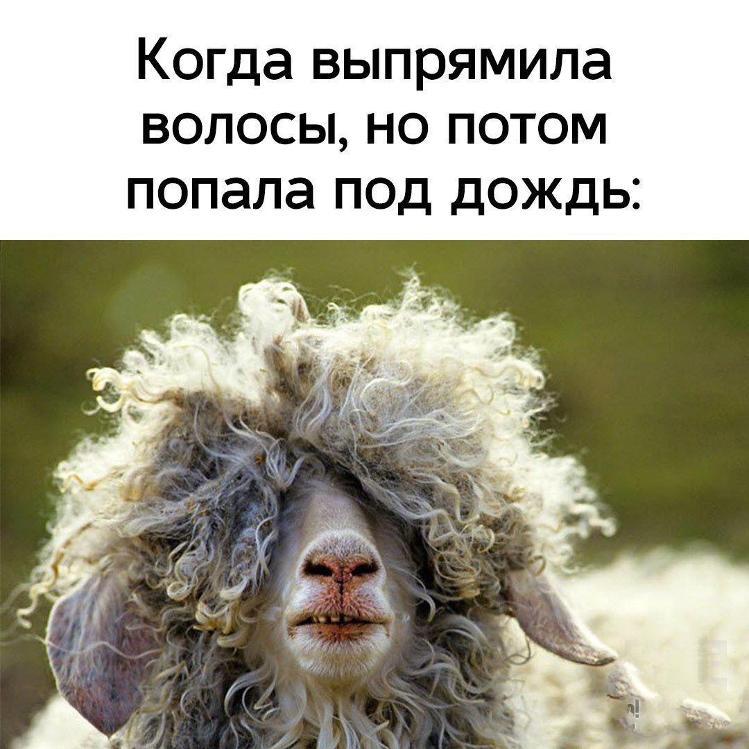 Когда выпрямила волосы, но потом попала под дождь: