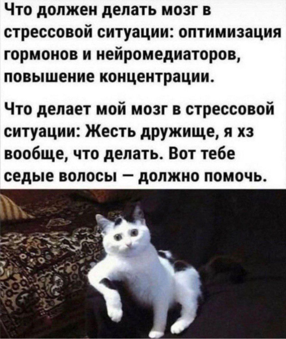 Что должен делать мозг в стрессовой ситуации: оптимизация гормонов и нейромедиаторов, повышение концентрации.

Что делает мой мозг в стрессовой ситуации: Жесть дружище, я хз вообще, что делать. Вот тебе седые волосы — должно помочь.