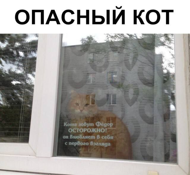 ОПАСНЫЙ КОТ
Котика зовут Федор
ОСТОРОЖНО — он Владит в себя с первого взгляда