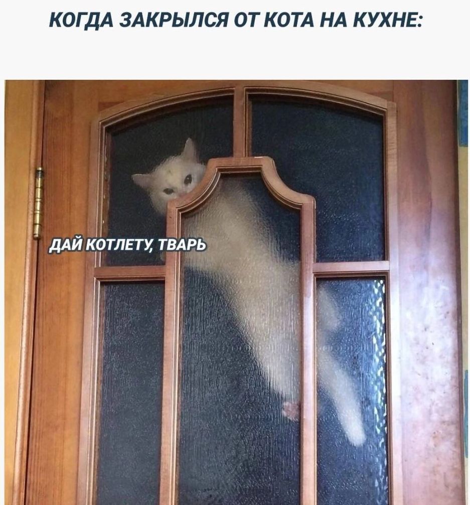 КОГДА ЗАКРЫЛСЯ ОТ НА КУХНЕ: ДАЙ КОТЛЕТУ, ТВАРЬ