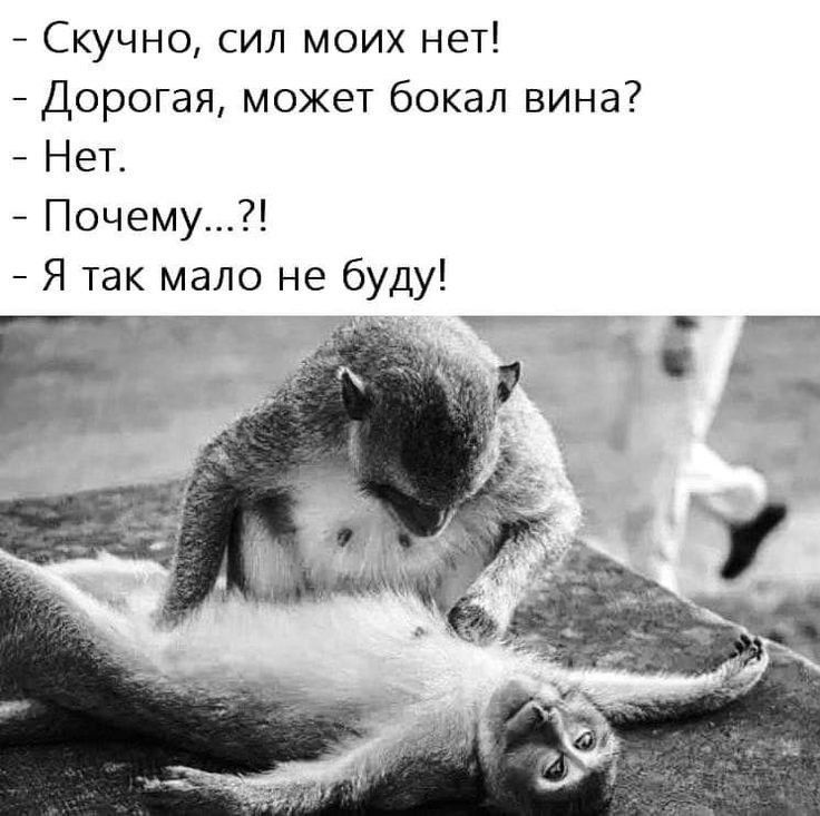 Скучно, сил моих нет!
Дорогая, может бокал вина?
Нет.
Почему...?!
Я так мало не буду!