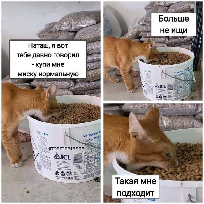 Наташ, я вот давно говорил - купи мне миску нормальную

Больше не ищи

Такая мне подходит