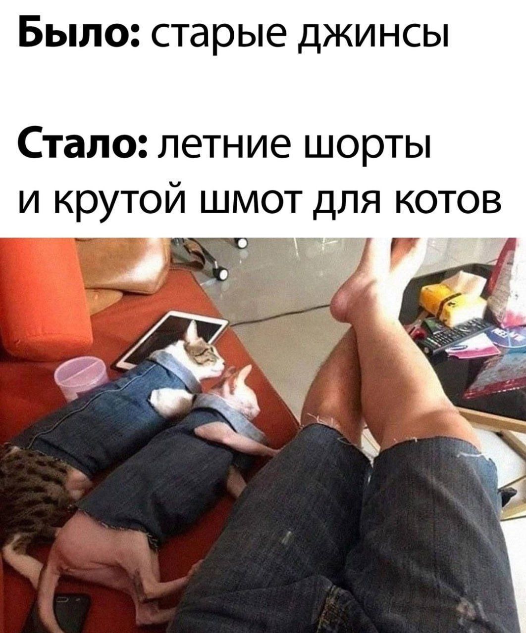 Было: старые джинсы
Стало: летние шорты и крутой шмот для котов