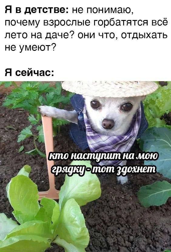 Я в детстве: не понимаю, почему взрослые горбатятся всё лето на даче? они что, отдыхать не умеют?
Я сейчас:
кто наступит на мою грядку - тот сдохнет