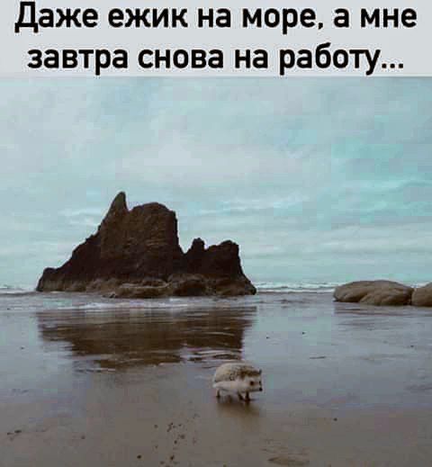 Даже ежик на море, а мне завтра снова на работу...