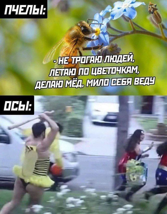 ПЧЁЛЫ: - НЕ ТРОГАД ТОЛЬКО ЛЮДЕЙ, ЛЕТАЮ ПО ЦВЕТОЧКАМ, ДЕЛАЮ МЁД, МИЛО СЕБЯ ВЕДУ. ОСЫ: