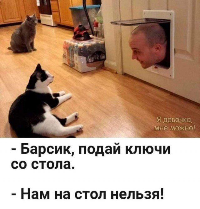 - Барсик, подай ключи со стола.
- Нам на стол нельзя!