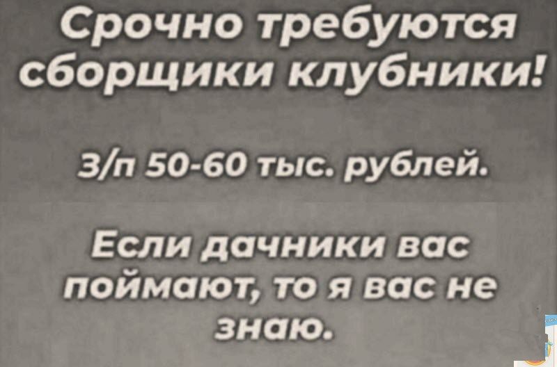 Срочно требуются сборщики клубники!
3/п 50-60 тыс. рублей.
Если дачники вас поймают, то я вас не знаю.