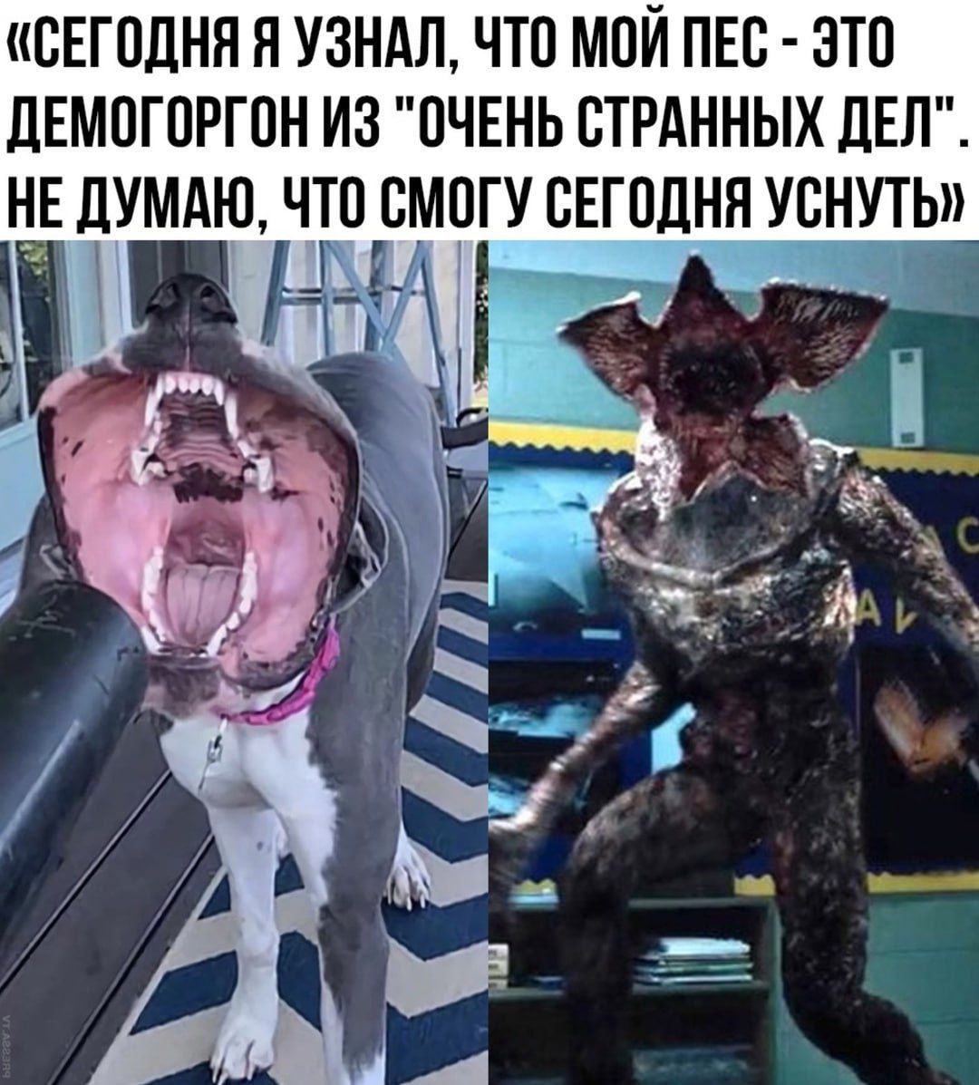 «СЕГОДНЯ Я УЗНАЛ, ЧТО МОЙ ПЕС - ЭТО ДЕМОГОРГОН ИЗ 