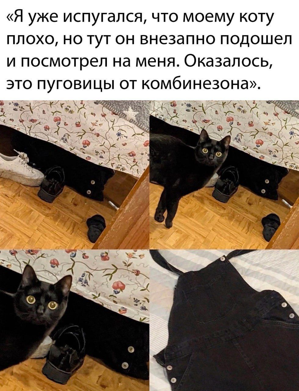«Я уже испугался, что моему коту плохо, но тут он неожиданно подошел и посмотрел на меня. Оказалось, это пуговицы от комбинезона».