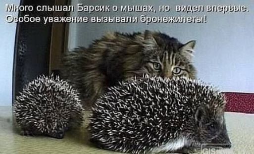 Много слышал Барсик о мышах, но видел впервые. Особое уважение вызывали бронежилеты!