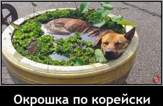 Окрошка по корейски