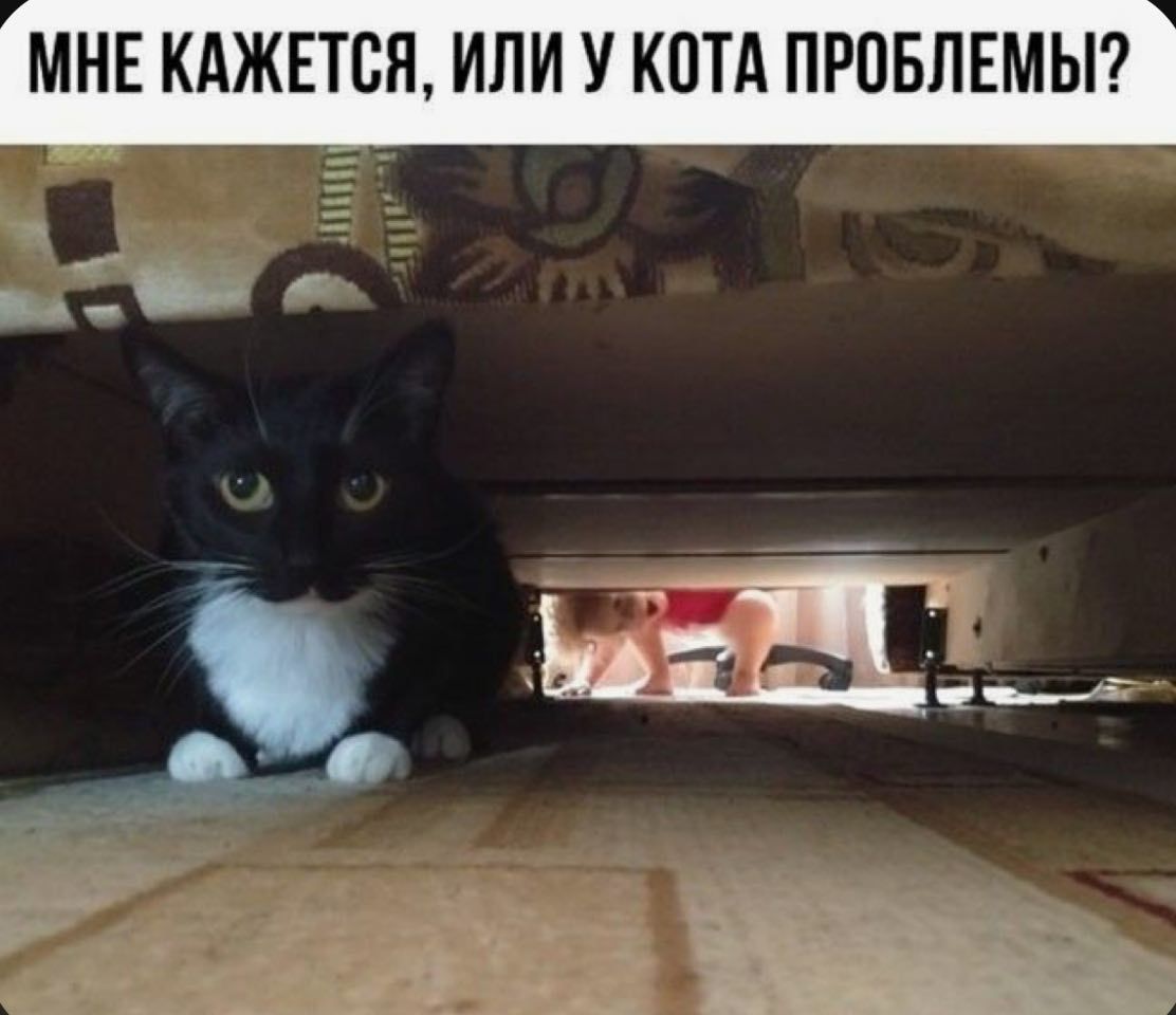 МНЕ КАЖЕТСЯ, ИЛИ У КОТА ПРОБЛЕМЫ?