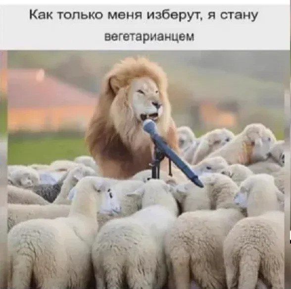 Как только меня изберут, я стану вегетарианцем