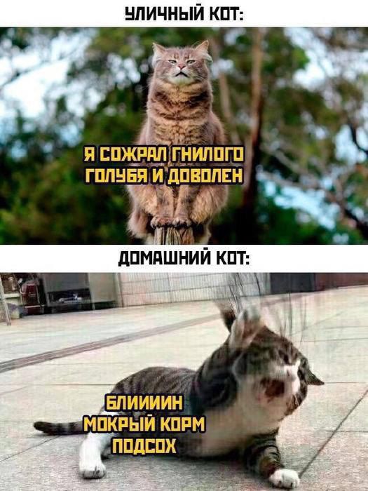 УЛИЧНЫЙ КОТ: Я СОЖРАЛ ГНИЛОГО ГОЛУБЯ И ДОВОЛЕН. ДОМАШНИЙ КОТ: БЛИИИИИН МОКРЫЙ КОРМ ПОДСОХ.