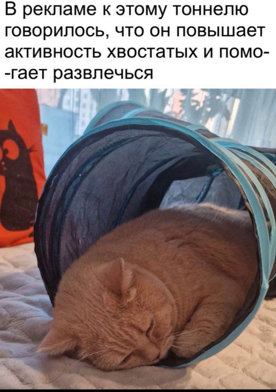 В рекламе к этому тоннелю говорилось, что он повышает активность хвостатых и помо-гает развлечься.