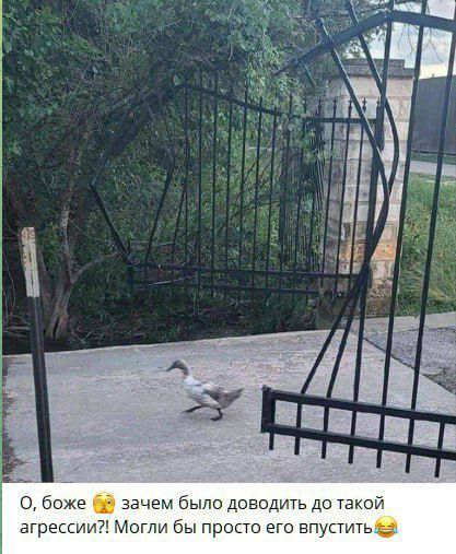 О, боже 😱 зачем было доводить до такой агрессии?! Могли бы просто его впустить 😂