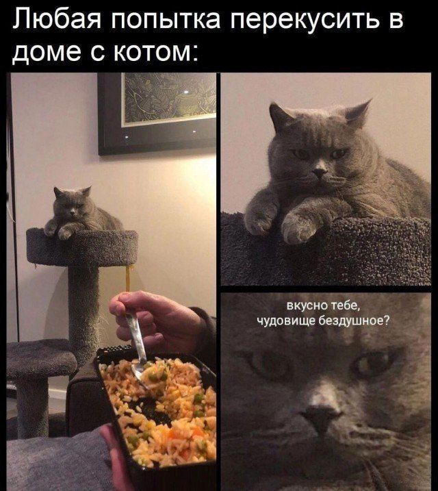 Любая попытка перекусить в доме с котом:
вкусно тебе, чудовище бездушное?