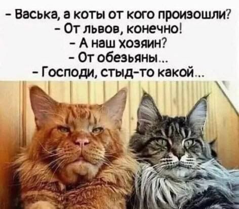 Васька, а коты от кого произошли? - От львов, конечно! - А наш хозяин? - От обезьяны... - Господи, стыд-то какой...