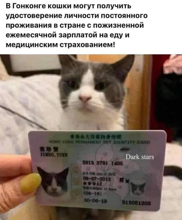 В Гонконге кошки могут получить удостоверение личности постоянного проживания в стране с пониженной ежемесячной зарплатой на еду и медицинским страхованием!