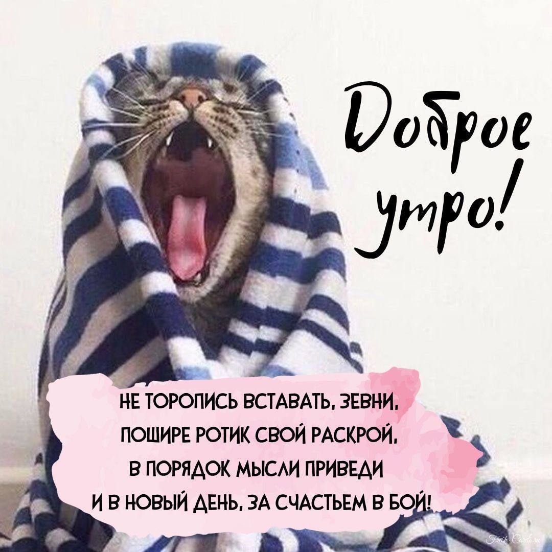 Доброе утро! Не торопись вставать, звени, пошире ротик свой раскрой, в порядок мысли приведи и в новый день, за счастьем в бой!