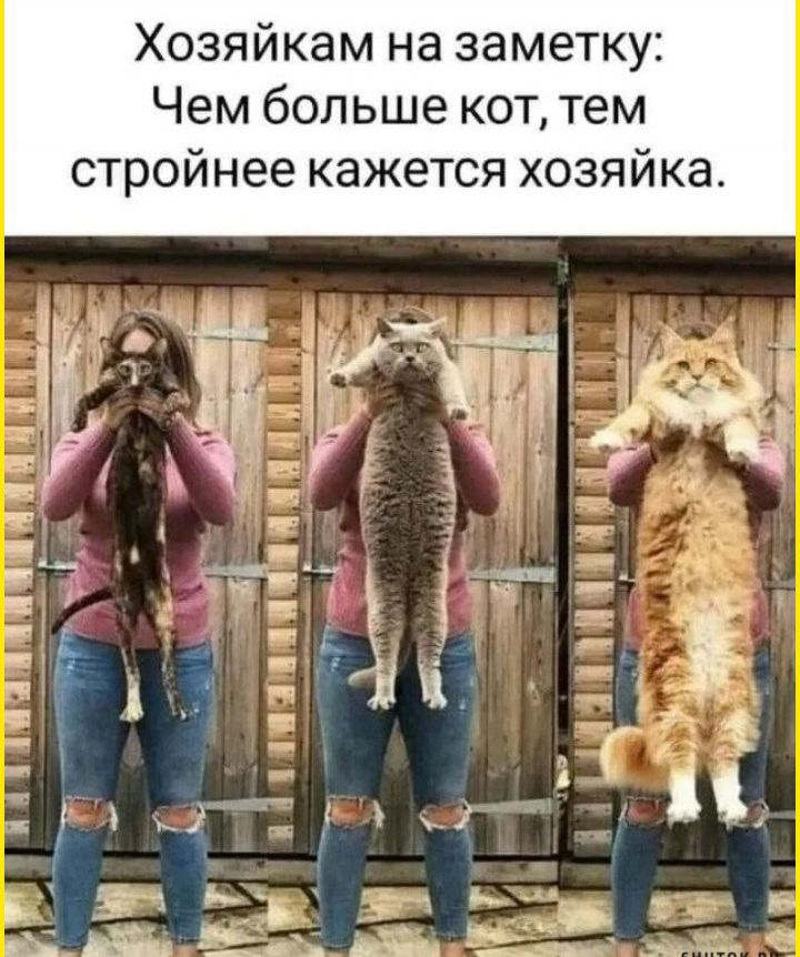 Хозяйкам на заметку: Чем больше кот, тем стройнее кажется хозяйка.