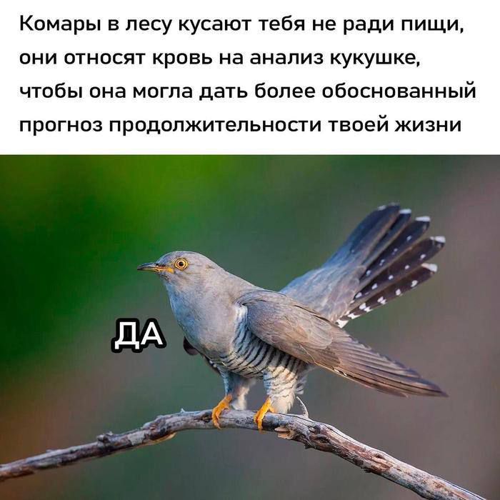 Комары в лесу кусают тебя не ради пищи, они относятся кровь на анализ кукушке, чтобы она могла дать более обоснованный прогноз продолжительности твоей жизни
ДА