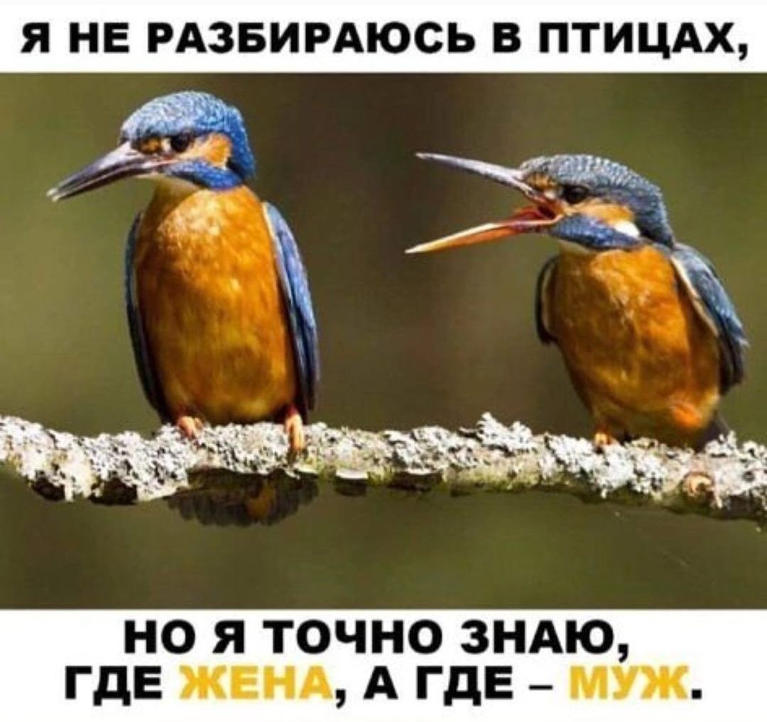 Я не разбираюсь в птицах, но я точно знаю, где ЖЕНА, а где – МУЖ.