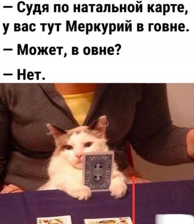 — Судя по натальной карте, у вас тут Меркурий в говне.
— Может, в овне?
— Нет.
