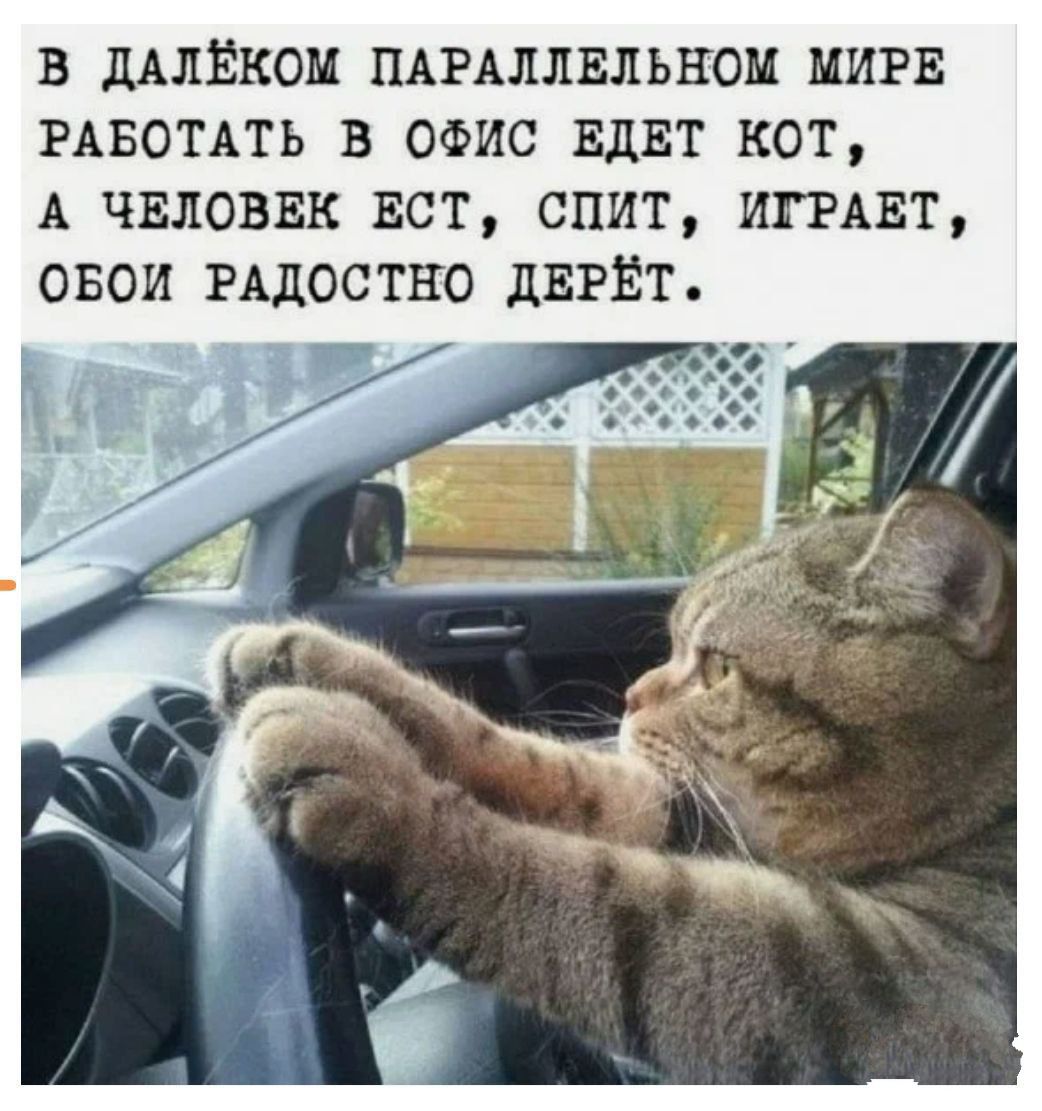 В ДАЛЁКОМ ПАРАЛЛЕЛЬНОМ МИРЕ РАБОТАТЬ В ОФИС ЕДЕТ КОТ, А ЧЕЛОВЕК ЕСТ, СПИТ, ИГРАЕТ, ОБОЙ РАДОСТНО ДЕРЁТ.
