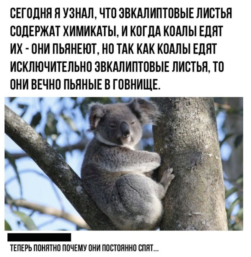 СЕГОДНЯ Я УЗНАЛ, ЧТО ЭВКАЛИПТОВЫЕ ЛИСТЬЯ СОДЕРЖАТ ХИМИКАТЫ, И КОГДА КОАЛЫ ЕДЯТ ИХ - ОНИ ПЬЯНЕЮТ, НО ТАК КАК КОАЛЫ ЕДЯТ ИСКЛЮЧИТЕЛЬНО ЭВКАЛИПТОВЫЕ ЛИСТЬЯ, ТО ОНИ ВЕЧНО ПЬЯНЫЕ В ГОВНЯТЕ. ТЕПЕРЬ ПОНЯТНО ПОЧЕМУ ОНИ ПОСТОЯННО СПЯТ…