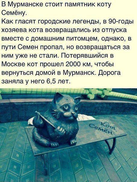 В Мурманске стоит памятник коту Семёну. Как гласят городские легенды, в 90-годы хозяева кота возвращались из отпуска вместе с домашним питомцем, однако, в пути Семён пропал, но возвращаться за ним уже не стали. Потерявшись в Москве кот прошёл 2000 км, чтобы вернуться домой в Мурманск. Дорога заняла у него 6,5 лет.