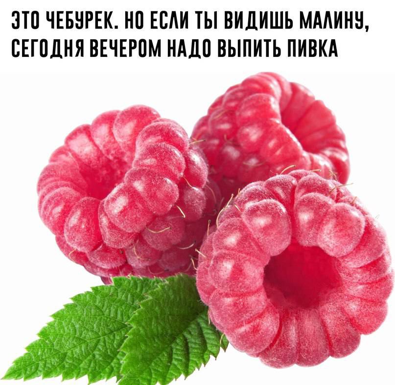 ЭТО ЧЕБУРЕК. НО ЕСЛИ ТЫ ВИДИШЬ МАЛИНУ, СЕГОДНЯ ВЕЧЕРОМ НАДО ВЫПИТЬ ПИВКА