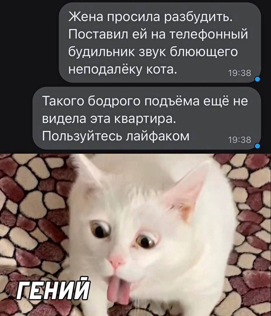 Жена попросила разбудить. Поставил ей на телефонный будильник звук блеющего непонятлеку кота.
Такого бодрого подъёма ещё не видела эта квартира. Пользуйтесь лайфаком

ГЕНИЙ