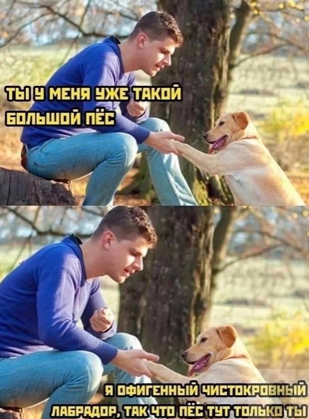 Ты у меня уже такой большой пёс
Я офигенный чистокровный лабрадор, так что пёс тут только ты