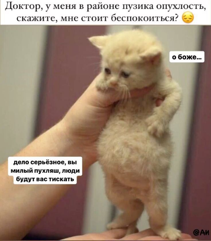Доктор, у меня в районе пузика опухлость, скажите, мне стоит беспокоиться? 😔

о боже...

дело серьёзное, вы милый пухляш, люди будут вас тискать