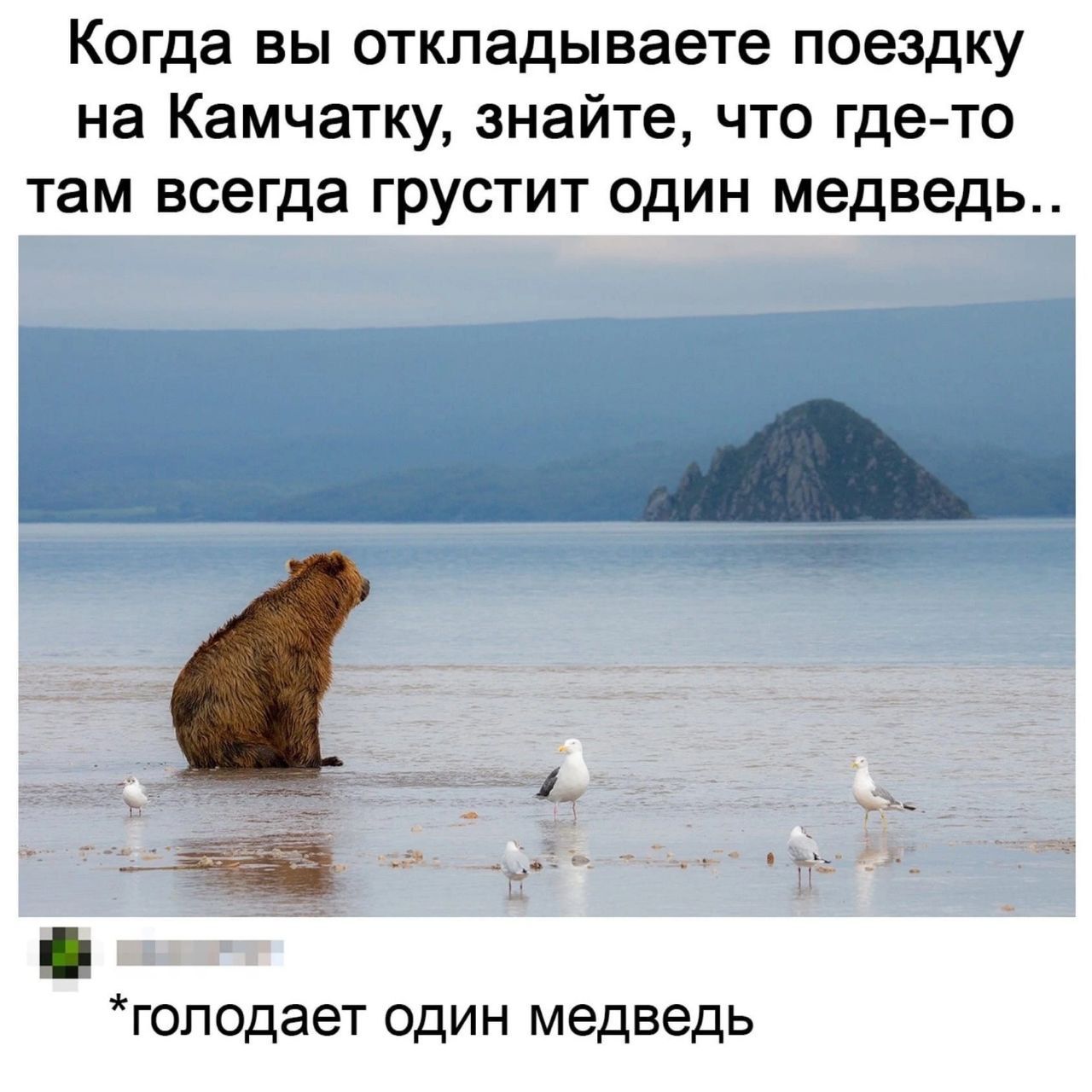 Когда вы откладываете поездку на Камчатку, знайте, что где-то там всегда грустит один медведь.. *голодает один медведь