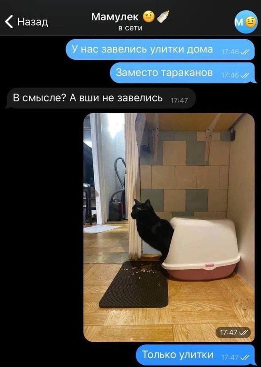 У нас завелись улитки дома
Заместо тараканов
В смысле? А вши не завелись
Только улитки