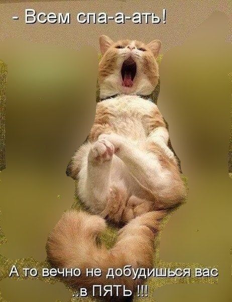 - Всем спа-а-ать!
А то вечно не добудишься вас... в ПЯТЬ!!!