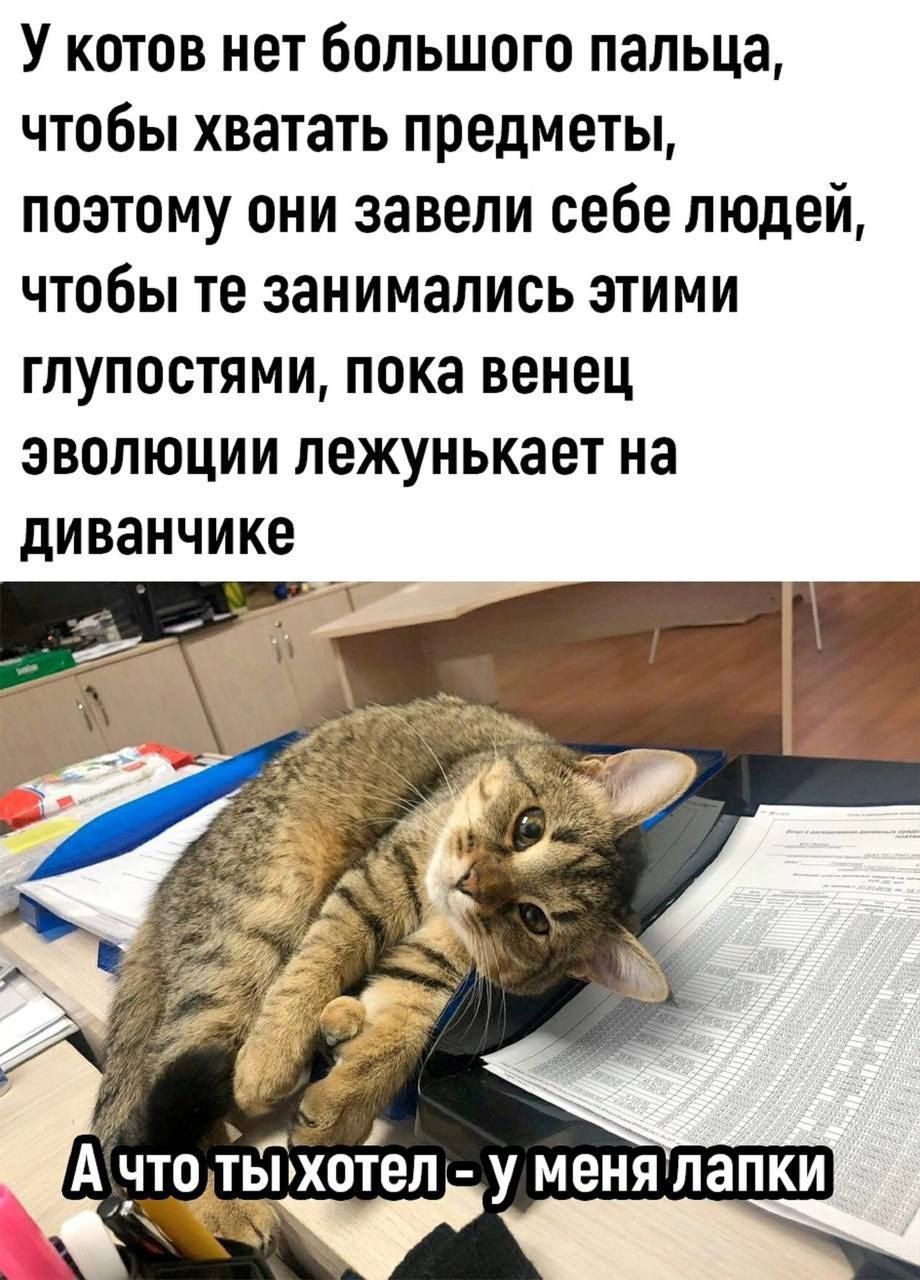 У котов нет большого пальца, чтобы хватать предметы, поэтому они завели себе людей, чтобы те занимались этими глупостями, пока венец эволюции лежунькает на диванчике
А что ты хотел - у меня лапки