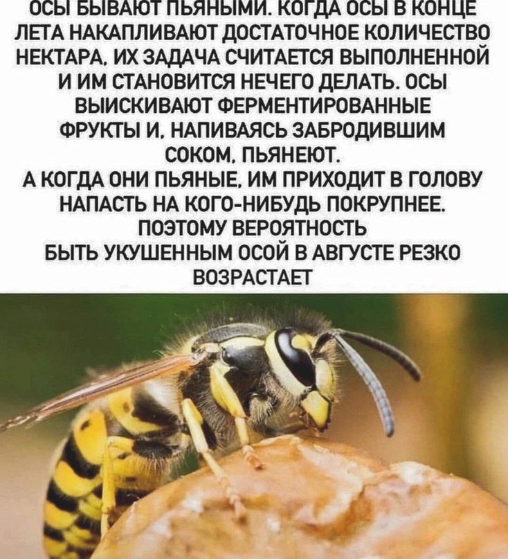 ОСЫ БЫВАЮТ ПЬЯНЫМИ. Когда осы в конце лета накапливают достаточное количество нектара, их задача считается выполненной и им становится нечего делать. Осы выискивают ферментированные фрукты и, напиваясь забродившим соком, пьянеют. А когда они пьяные, им приходит в голову напасть на кого-нибудь покрупнее. Поэтому вероятность быть укушенным осью в августе резко возрастает.