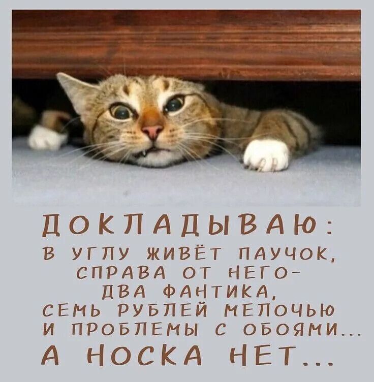 ДОКЛАДЫВАЮ: В УГЛУ ЖИВЁТ ПАУЧОК, СПРАВА ОТ НЕГО- ДВА ФАНТИКА, СЕМЬ РУБЛЕЙ МЕЛОЧЬЮ И ПРОБЛЕМЫ С ОБОЯМИ... А НОСКА НЕТ...