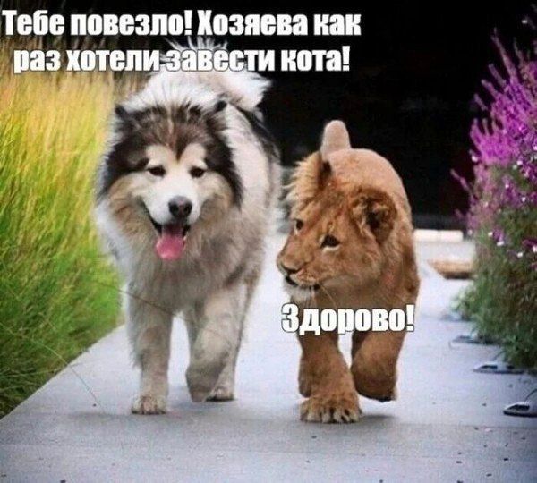 Тебе повезло! Хозяева как раз хотели завести кота! Здорово!