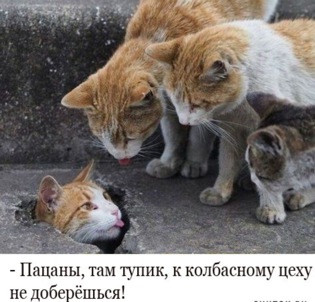 - Пацаны, там тупик, к колбасному цеху не доберёшься!