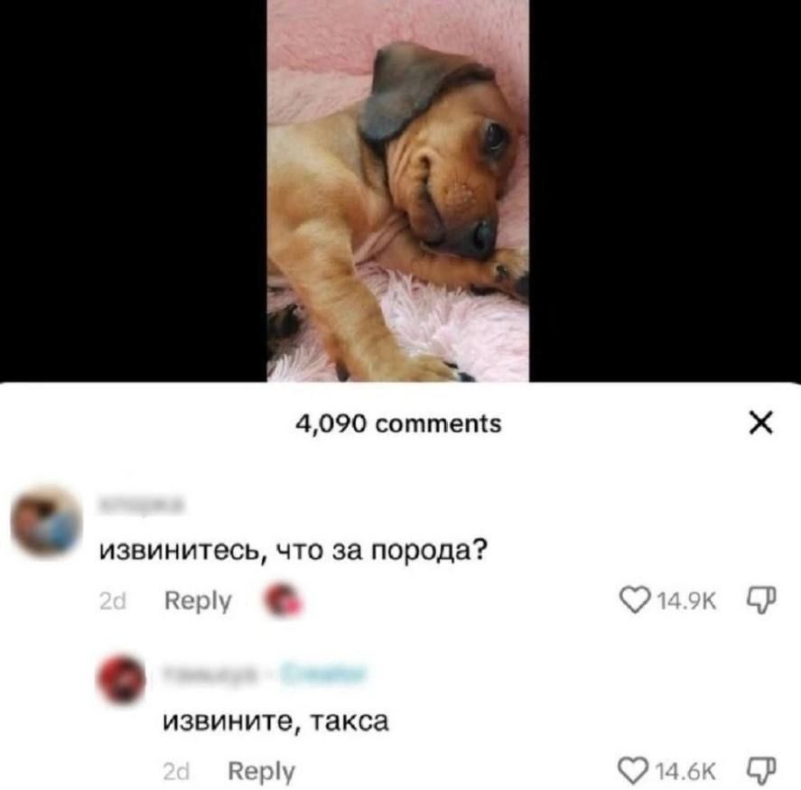 извинитесь, что за порода? извините, такса