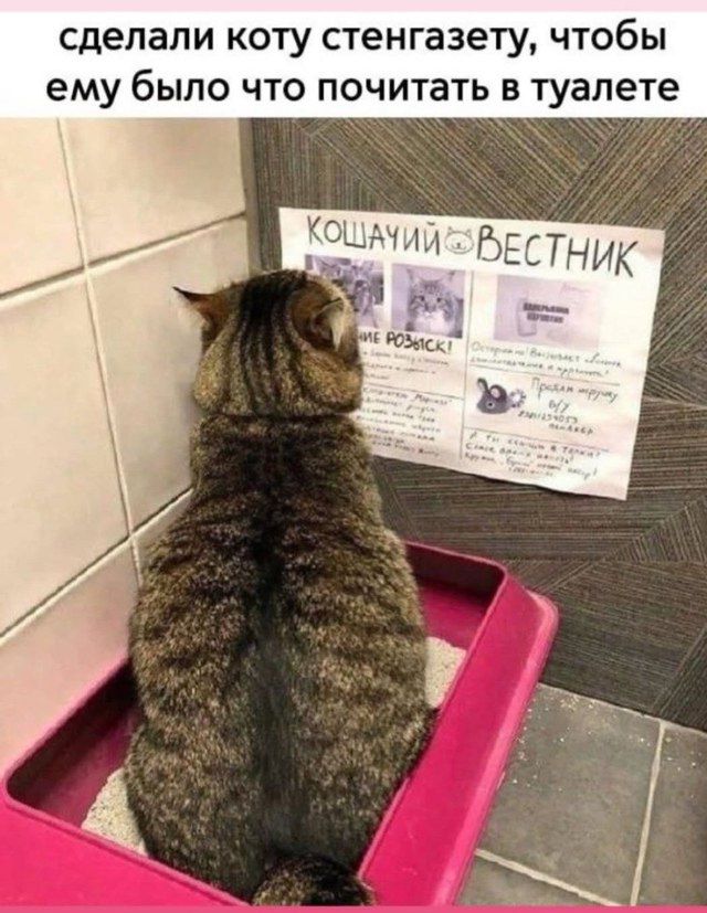 сделали коту стенгазету, чтобы ему было что почитать в туалете

КОШАЧИЙ ВЕСТНИК