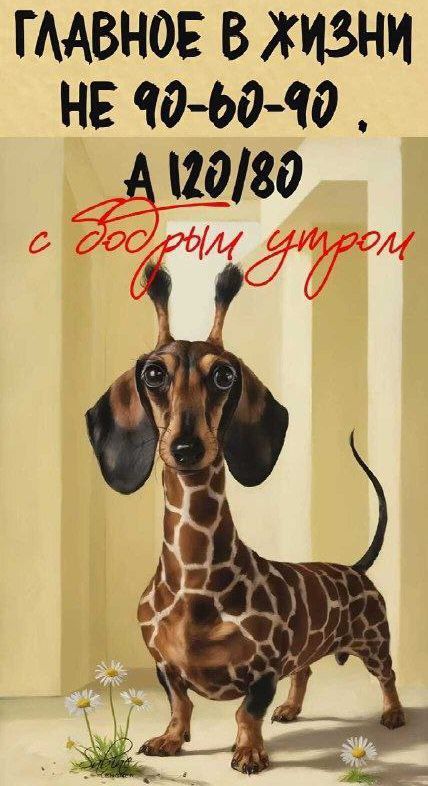 ГЛАВНОЕ В ЖИЗНИ НЕ 90-60-90, А 120/80 с Добрым утром