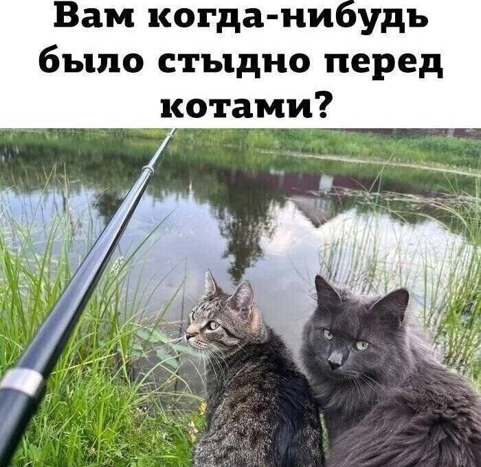 Вам когда-нибудь было стыдно перед котами?