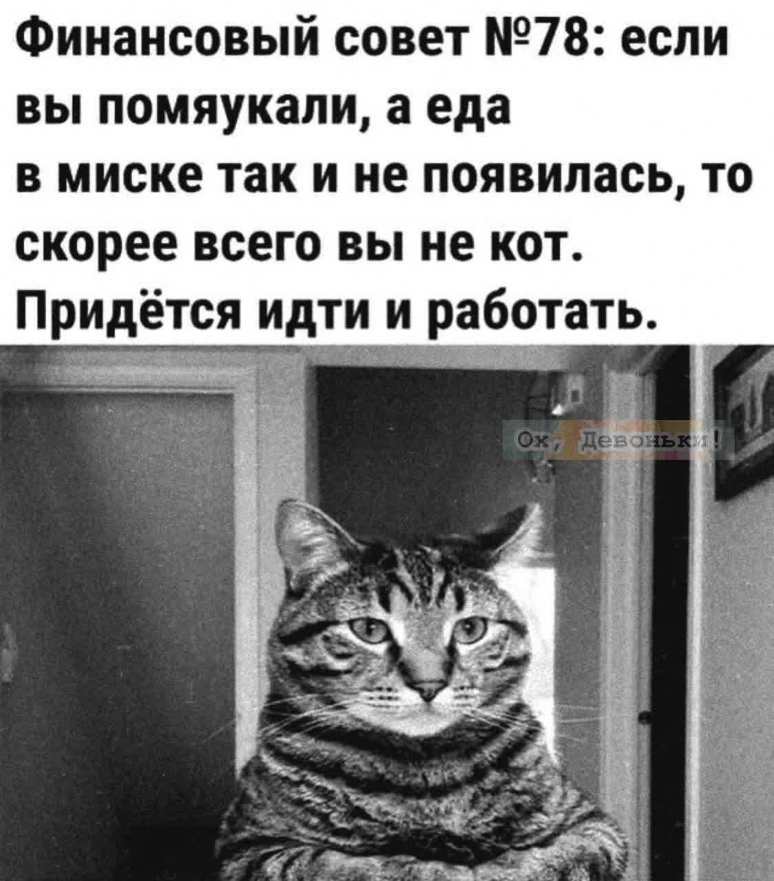 Финансовый совет №78: если вы помяукали, а еда в миске так и не появилась, то скорее всего вы не кот. Придётся идти и работать.