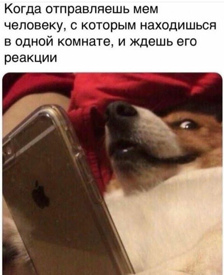 Когда отравляешь мем человеку, с которым находишься в одной комнате, и ждешь его реакции